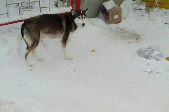 Найдена собака Хаски в Якутске.