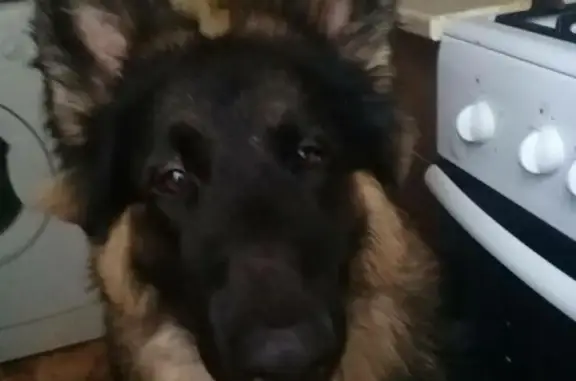 Пропала собака Саймон в Узловой, Тульская область