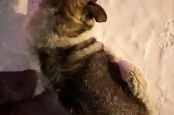Пропала собака в центре Тюмени, помогите найти!