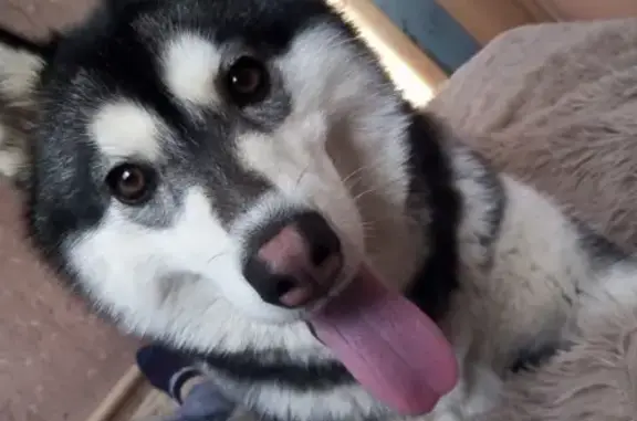 Собаки потеряшки, Первомайское, фото: Потеряшка собака в с. Первомайское, помогите найти!