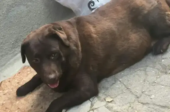 Пропала собака в р-не Александровка, Нальчик
