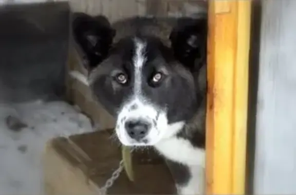 Пропала собака в Струнино, Аляскинский маламут 