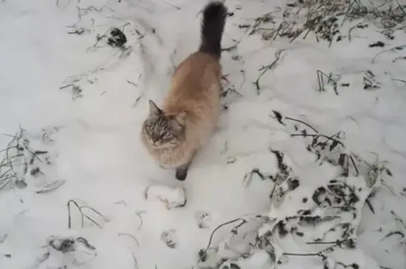 Пропал кот Русик на ул. Борьбы и Азина, Воткинск
