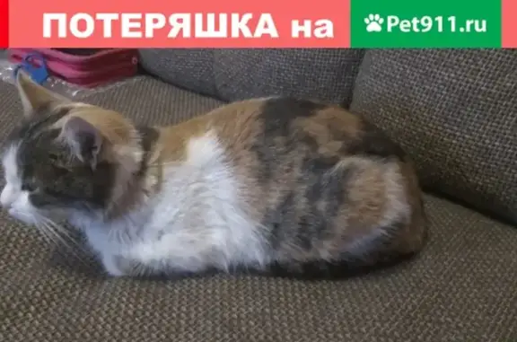 Найдена кошка на Красной площади, Краснодар