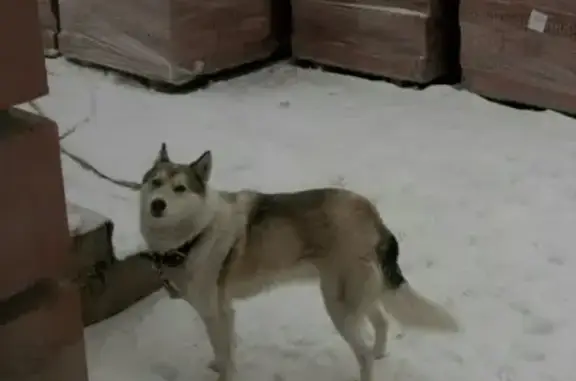 Найдена собака в с. Алтухово, Самарская область
