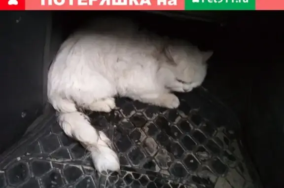 Найдена кошка в Ростове-на-Дону, район Атланта, жилой комплекс Красный Аксай.
