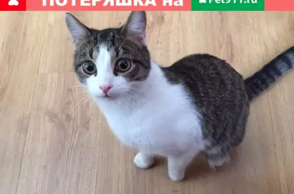 Найден кот камышового окраса в Екатеринбурге