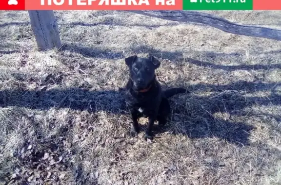 Пропала собака Амур в Первомайске, Нижегородская область