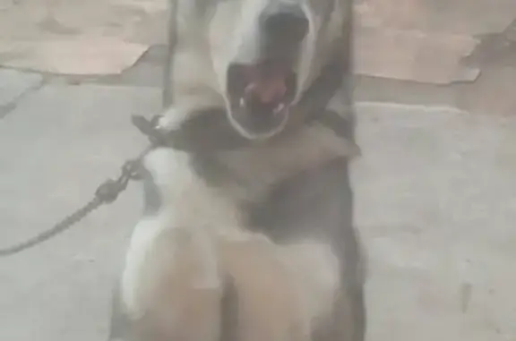 Собаки потеряшки, Магнитогорск, фото: Потеряшка собака в районе Металлург-2, ищем восточно-сибирскую лайку