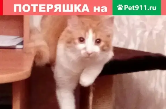Пропал кот в Вологде