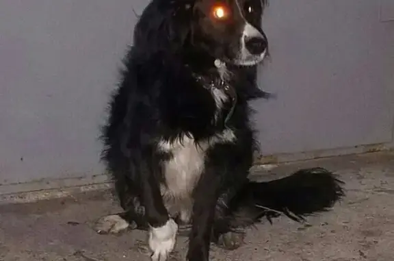 Найдена раненная собака в Мурманске на ул. Егорова