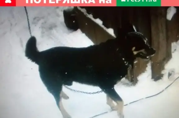 Пропала собака в Мензелинске, чёрный пёс с ошейником