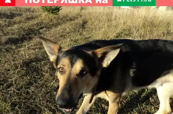 Пропала собака Рекс в Соликамске