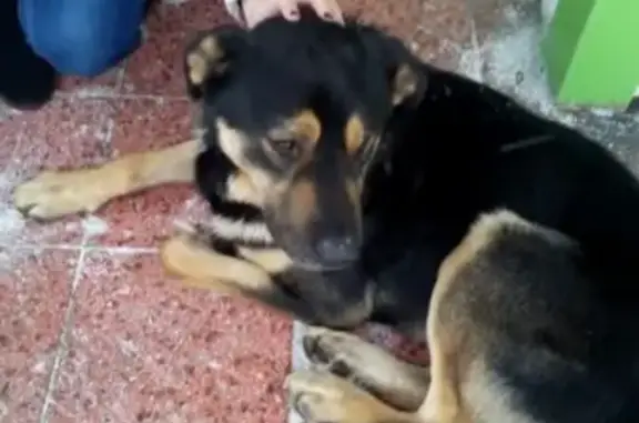 Собака найдена возле ТЦ Слава в Серпухове