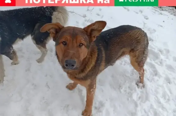 Найдены 2 собаки в Южнопортовом районе Москвы https://vk.com/id988138