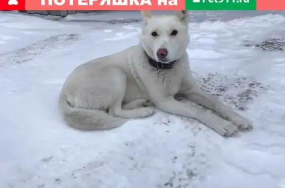 Найдена собака в Бердске, Новосибирская область
