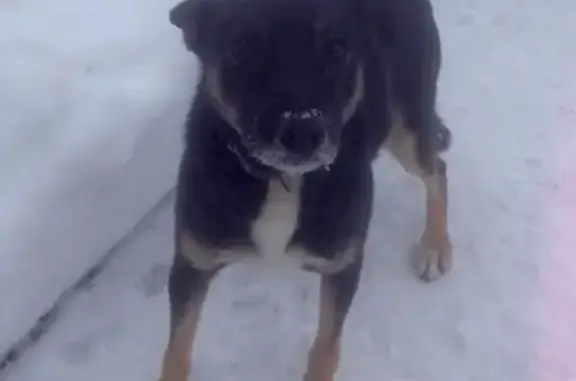Найдена собака в Энгельсе, район СХИ, поселок Лунный