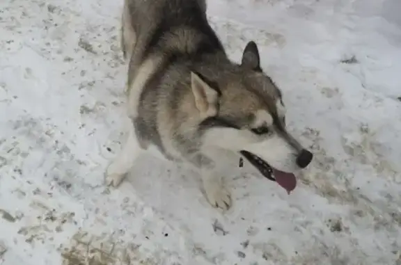 Найдена собака с ошейником в Сергиевом Посаде