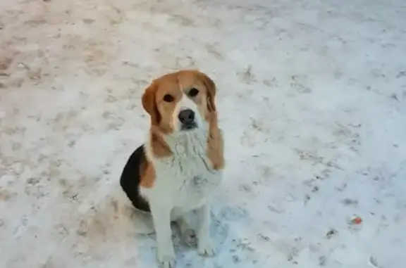 Собака найдена в Орехово-Зуево.