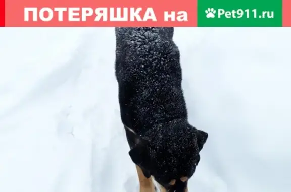 Потерялась собака в Турынино-1, Калуга
