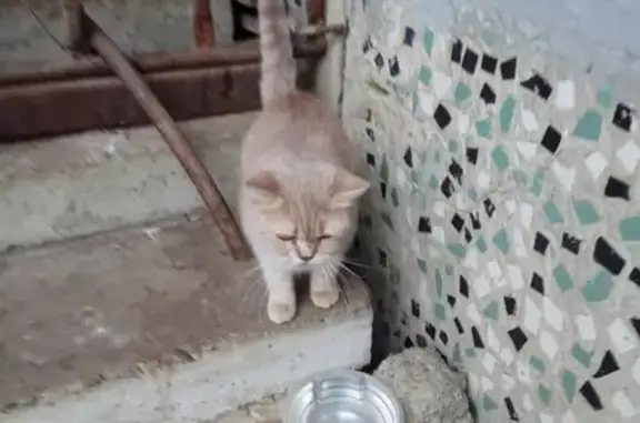 Найдена кошка в Краснодаре, ищем хозяев!