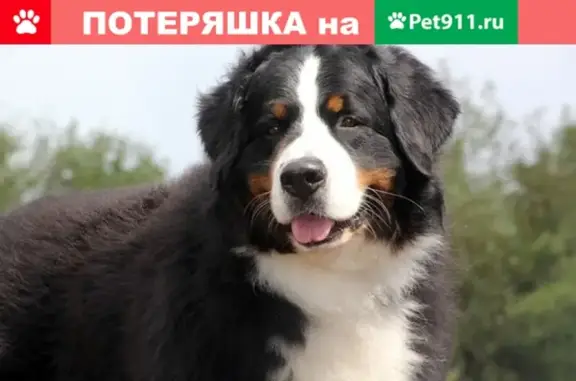 Пропала собака в Барнауле, помогите найти