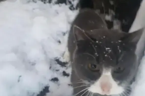 Найдена кошка на улице Полецкого в Калининграде