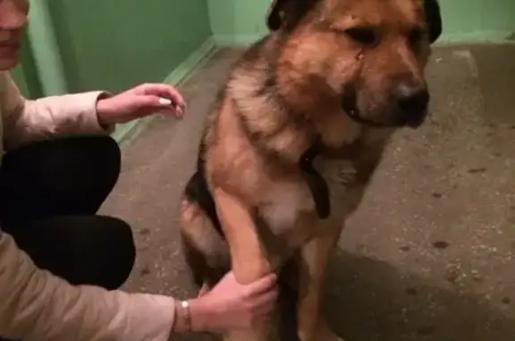 Найдена дружелюбная собака на ул. Гиндина в Братске
