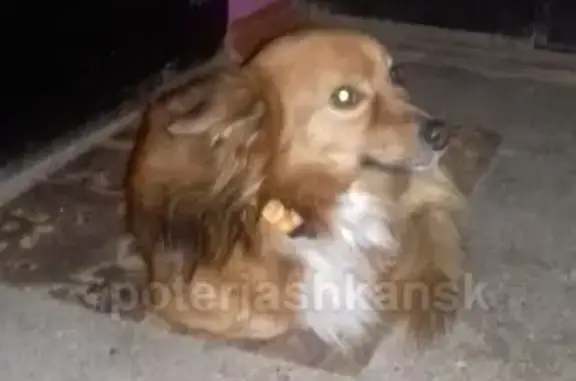 Найдена собака на ул. Доватора