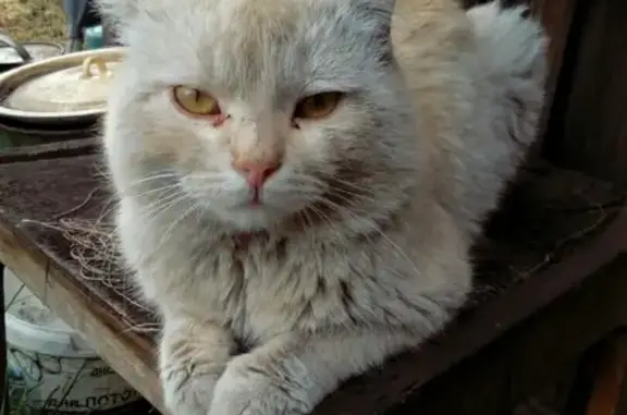 Пропал кот Мурзик на Абаканской, Минусинск.