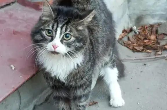 Потерялась домашняя кошка в Рыбацком