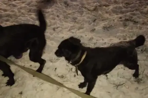 Найден чёрный пёс в Московском районе СПб