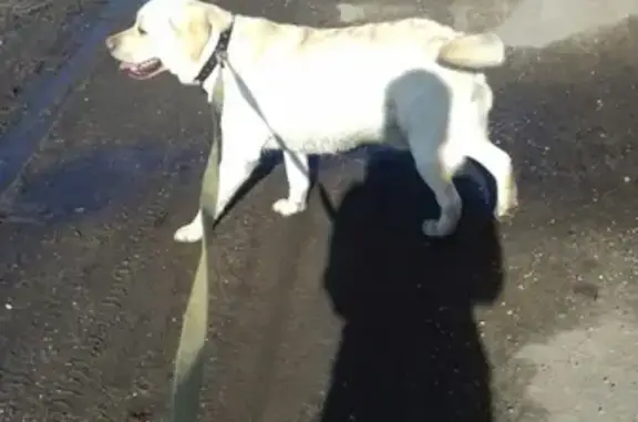 Пропала собака в Валдайском районе