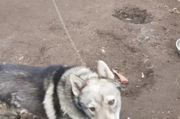 Пропала собака Бакс в Павловском Посаде