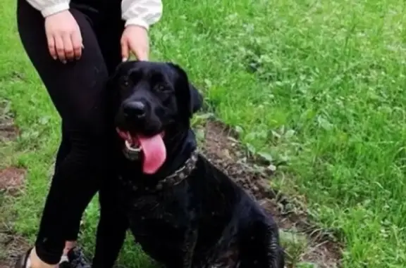 Пропала собака в Новой Кушве, Тагилстроевский район