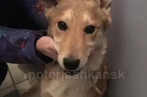 Найдена собака на улице Виктора Уса, Кировский район