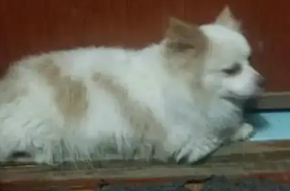 Найдена собака в районе Современника, ищем хозяев срочно