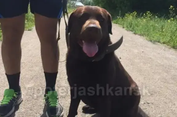 Пропала собака на Гусинобродском шоссе в Новосибирске