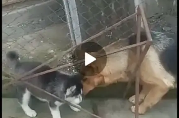 Пропала щенок хаски в Прохладном, Кабардино-Балкарская Республика