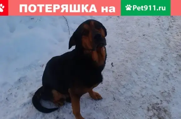 Найден добрый и худой пес в районе Свердлова, ищет дом