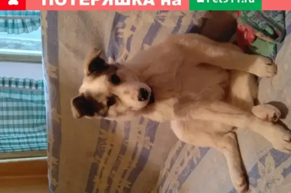 Пропала собака Добби, белого окраса с черными пятнами, в ошейнике, адрес: Жуковка, Новая Москва, Россия.