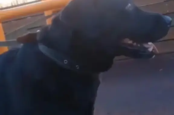 Пропала собака Кличка Грем в Казани, Белянкино.