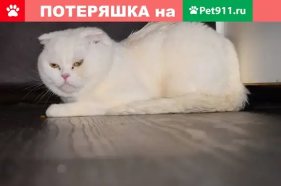 Найден белый кот на ул. Штеменко, ищу хозяев (Волгоград)