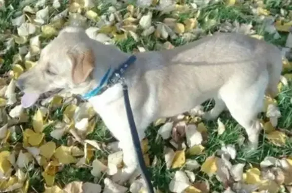 Потерянные животные деревня Мыслевичи, фото: Пропала собака из д. Мыслевичи, Молодечненский р-н, песочного цвета.