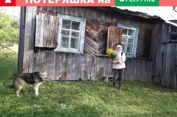 Пропала собака в деревне Малое Карлино, Ленинградская область