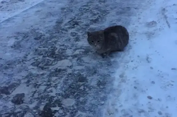 Найдена игривая кошка в Москве