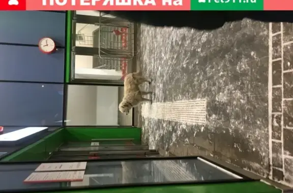 Потерянная собака возле МЦК Балтийская, Москва