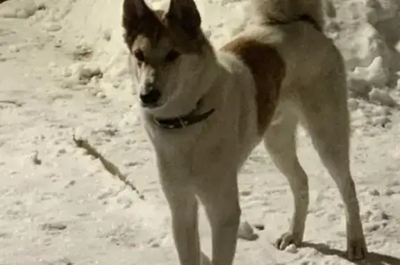 Найдена бело-рыжая собака в поселке Саперный, Санкт-Петербург