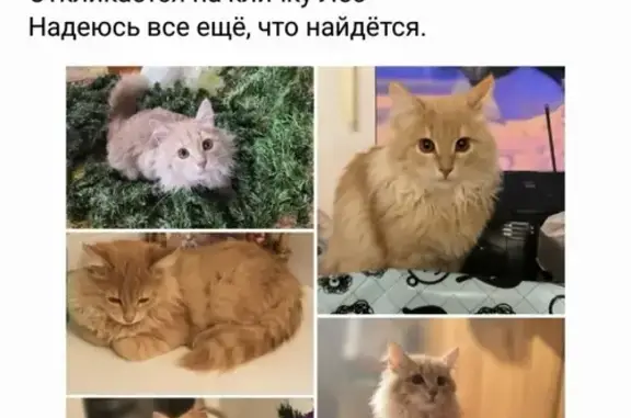 Пропала кошка Лео на ул. Звениговская, Казань