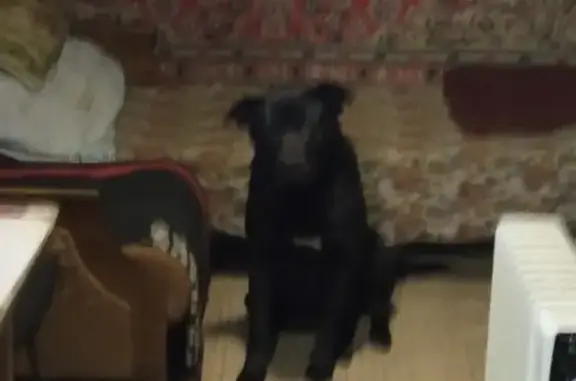 Найден чёрный пёс с белым пятном на груди в Одинцово